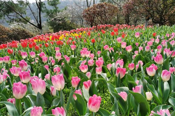 的旅行地私藏着杭州最美春色4月来正适合AG真人游戏平台入口杭州这2个颜值颇高(图1)